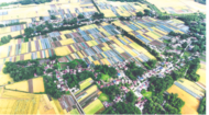 銅陵：富民產業生態菜園