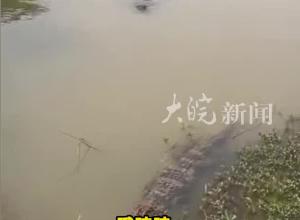 只需要會“哦唻唻”就可以召喚揚子鱷 男子稱一喊就搖著尾巴來了 “已經培養出感情了 很乖很可愛”
