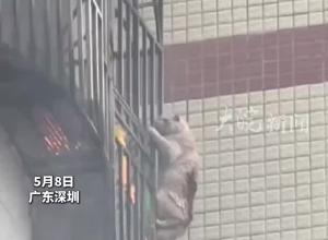  貓堅強！5樓家中失火黑煙滾滾 小貓咪四腳并用緊抓護欄求生