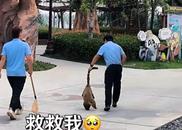 襄阳一景区12只浣熊集体出逃 ﻿工作人员称出逃原因可能跟下大雨有关