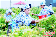 一朵花的“經濟密碼“