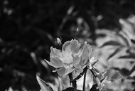 施維奇：花間一壺酒