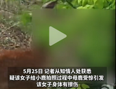大連一女子在市區內遭母鹿瘋狂撲打，知情人稱疑因拍剛出生小鹿，當地回應