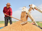 今年夏粮收购开秤在即！各地工作准备就绪