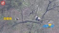 野生大熊貓戀愛角曝光！歪脖樹成大熊貓“脫單圣地”