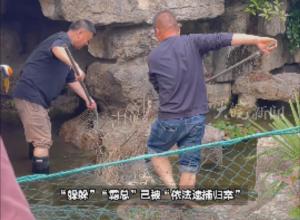 1歲半卡皮巴拉“出逃”40天 
動物園發布“懸賞”公告 