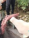 自貢富順一小學食堂被舉報使用劣質肉，官方通報：已封存，正在檢驗檢測