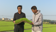 淮南市：推廣水稻機(jī)插秧 提高夏種質(zhì)量
