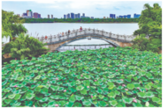 生態(tài)治理 南湖煥新