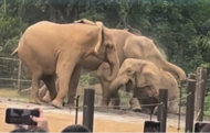 大象霸凌事件頻發(fā)？上海野生動物園：已采取保護(hù)性舉措，母象健康狀況正常