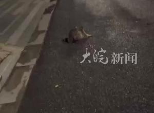 出逃50多天 一只小浣熊被尋回 回應：因遇車禍受傷被發(fā)現(xiàn) 目前正休養(yǎng)中
