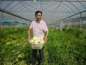 宜秀區白澤湖鄉芭茅村：小香瓜迎豐收，“甜蜜經濟”助農增收
