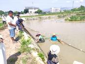 宜秀區白澤湖鄉大楓社區：魚菜共生，鱸魚喜豐收
