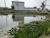 2025年“政协江淮行”|淮北市渠沟镇程阁村：“生态痛点”变“生态景观”