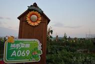 安徽蚌埠：“城市菜園”圓市民田園夢