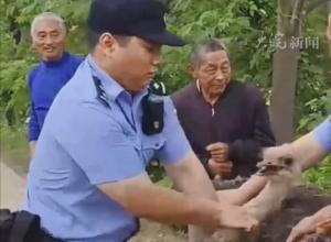 鸵鸟溜进油菜地 
民警帮忙“制服”