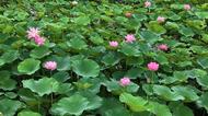 霸都夏日“荷”其美？解锁合肥五大绝美荷塘
