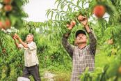 来安：共富工坊桃香飘