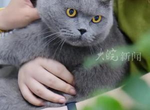 噴一噴 貓咪情緒變穩(wěn)定 安徽一博士研發(fā)出純天然“貓咪情緒穩(wěn)定噴霧”
