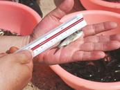 淮河喜“添丁” 545萬尾魚苗踏浪而來