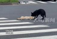 同伴被撞死在國道中央 小黑狗用身體護住不愿離開