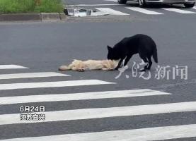 同伴被撞死在國(guó)道中央 小黑狗用身體護(hù)住不愿離開(kāi)