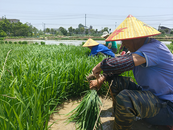 鳳臺縣新集鎮：青秧入畫田 秋收已在望