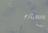 池州黃湓閘現(xiàn)群魚競躍盛景 生態(tài)池州在此刻寫實