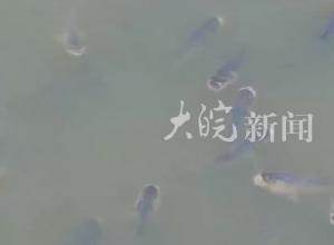 池州黄湓闸现群鱼竞跃盛景 生态池州在此刻写实