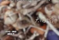 一家6人誤食野生菌3人中毒進(jìn)ICU 最小者僅5歲 已簽病危通知書 
