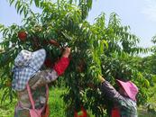 宜秀區白澤湖鄉芭茅村：特色產業“鏈”就鄉村致富路