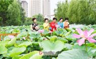 阜陽泉水灣國家濕地公園 2000多平方米荷花迎盛花期