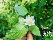 巢湖生態(tài)調查發(fā)現(xiàn)多種新記錄物種