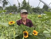 六安这个村的向日葵成花市“宠儿”