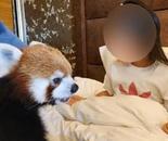 重慶一酒店小熊貓叫早服務(wù)引爭議！“住客可與其互動，一晚房價2、3千元”，當(dāng)?shù)亓謽I(yè)局回應(yīng)