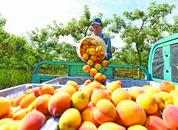 安徽巢湖：水蜜黃桃搶鮮上市
