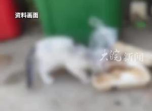 虐貓的蘇某某考上事業編？ 同安鎮：是同一個人 “目前處于政審考察階段”