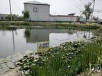 2025年“政协江淮行”|淮北市渠沟镇程阁村：“生态痛点”变“生态景观”
