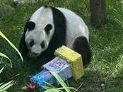 海外現(xiàn)存最長(zhǎng)壽大熊貓“欣欣”迎來(lái)35歲生日