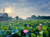 徽州區(qū)潛口鎮(zhèn)：荷塘疏蕪待芳華 產(chǎn)業(yè)融合繪新卷