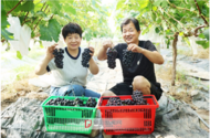 阜陽早熟葡萄上市 開啟甜蜜采摘季