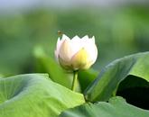 章丽：栀子花开
