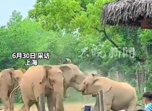 大象“丹妮”被安樂死？上海野生動物園：謠言！ 