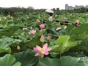 同一公園內(nèi)荷花為何不同時(shí)盛開 業(yè)內(nèi)人士：受多因素影響 屬正常現(xiàn)象