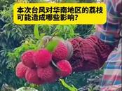 今年第1號臺風(fēng)“蝴蝶”逼近華南，會影響荔枝嗎？