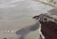 耕牛被洪水沖走 母牛拼盡全力護著小牛奮力游出激流