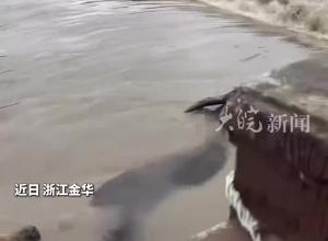 耕牛被洪水沖走 母牛拼盡全力護著小牛奮力游出激流