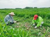懷寧江鎮(zhèn)模范村：洋蔥基地喜豐收