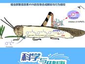 生態防范蝗災！我國科學家破譯“蟲族密會”暗號