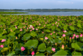 庐江：生态湿地美如画